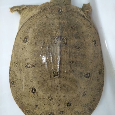生态甲鱼2.5~3斤