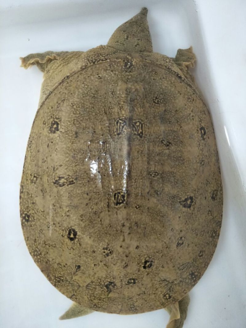 生态甲鱼2.5~3斤