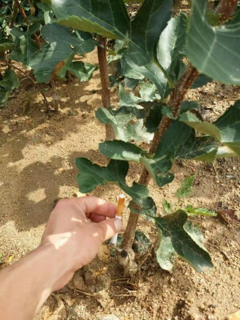 大量批发山楂苗嫁接山楂苗大金星山楂苗甜红子山楂苗