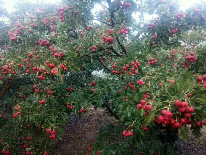 大量批发山楂苗嫁接山楂苗大金星山楂苗甜红子山楂苗