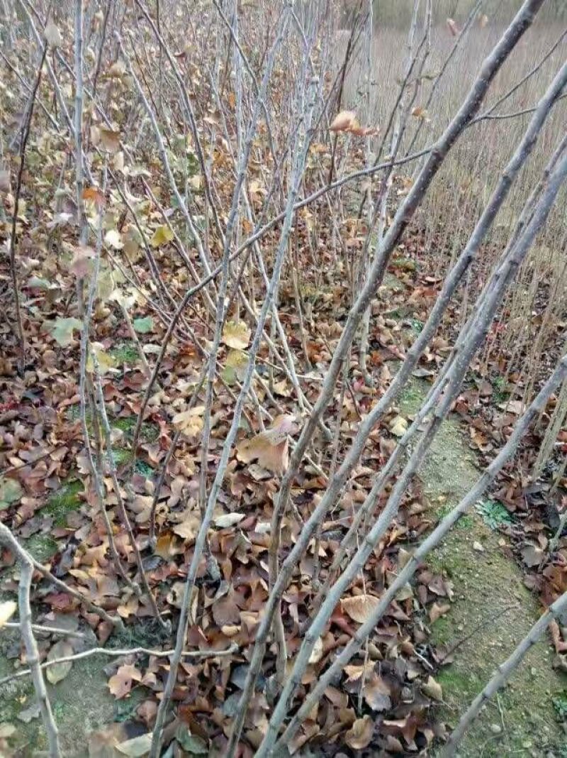 大量批发山楂苗嫁接山楂苗大金星山楂苗甜红子山楂苗