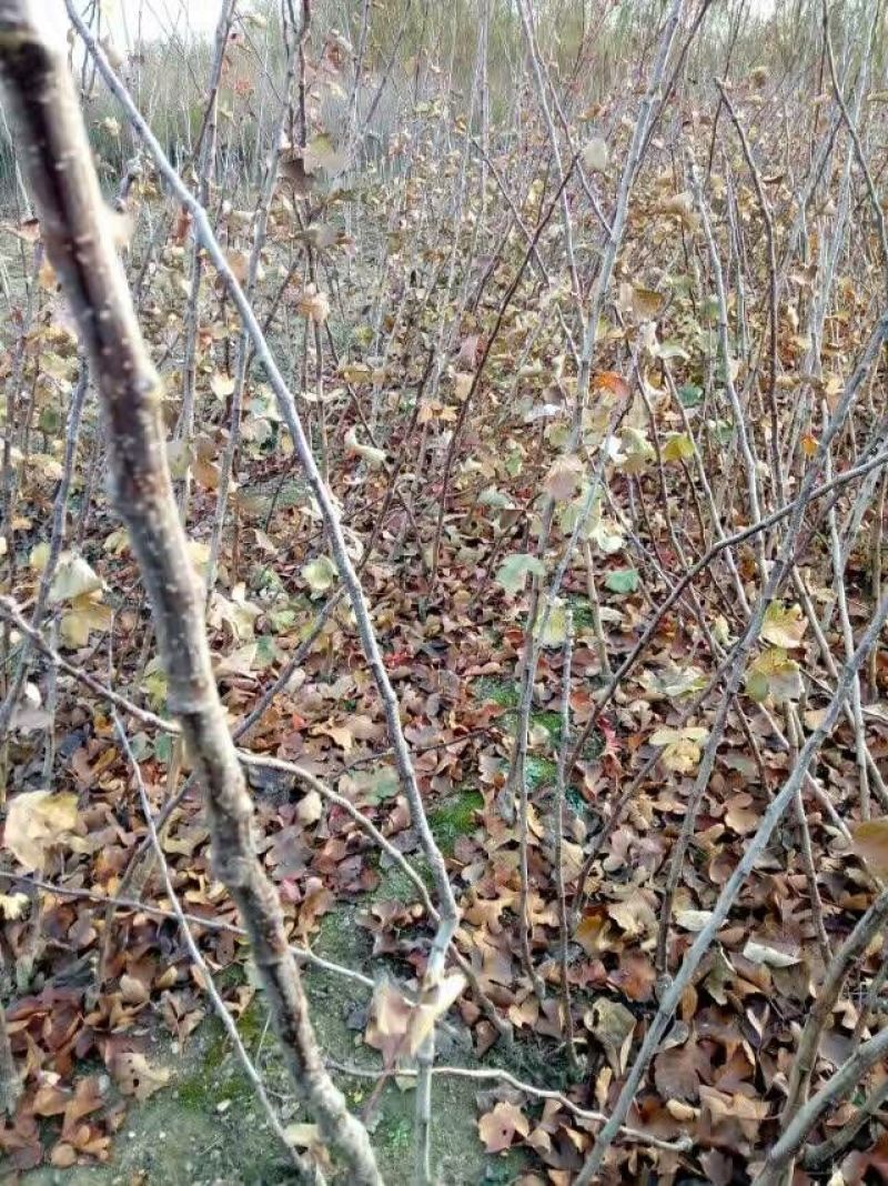 大量批发山楂苗嫁接山楂苗大金星山楂苗甜红子山楂苗