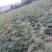 花椒苗1~2年