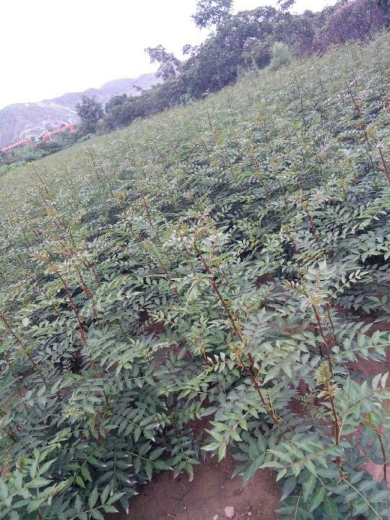 花椒苗1~2年