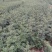 花椒苗1~2年