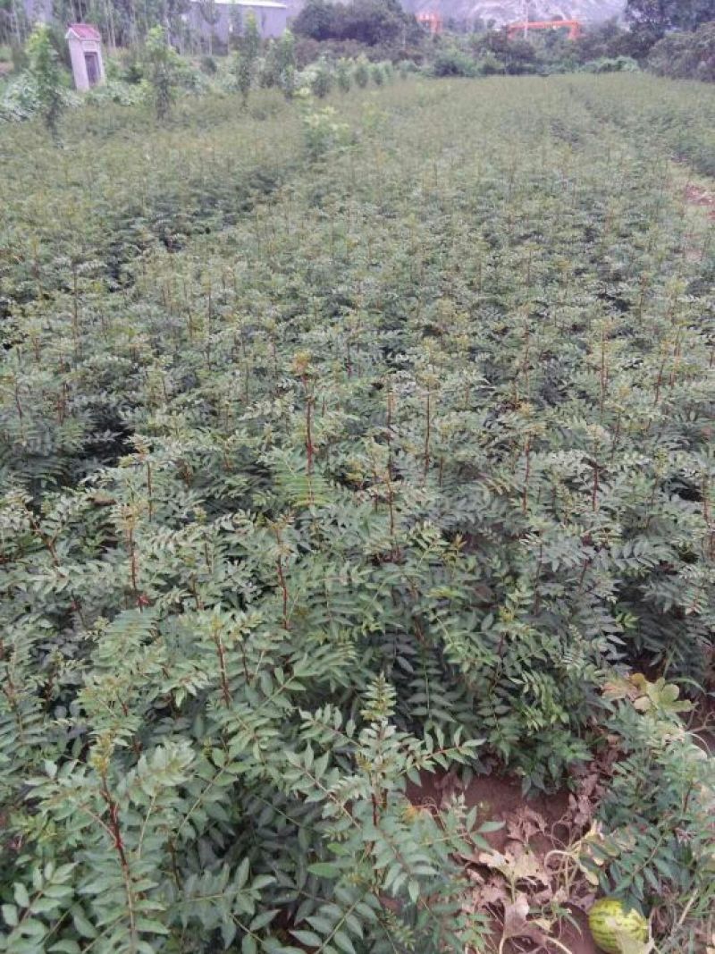 花椒苗1~2年