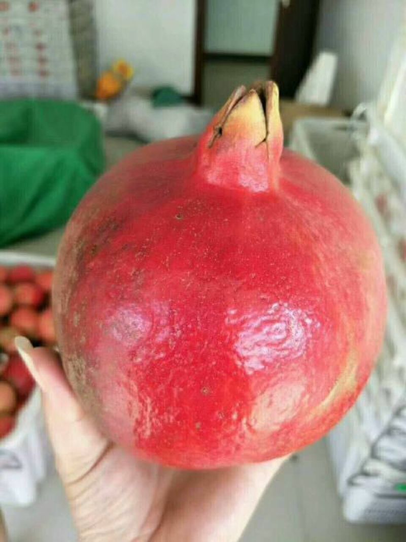 泰山红石榴苗软籽石榴苗蒙阳红突尼斯软子石榴苗