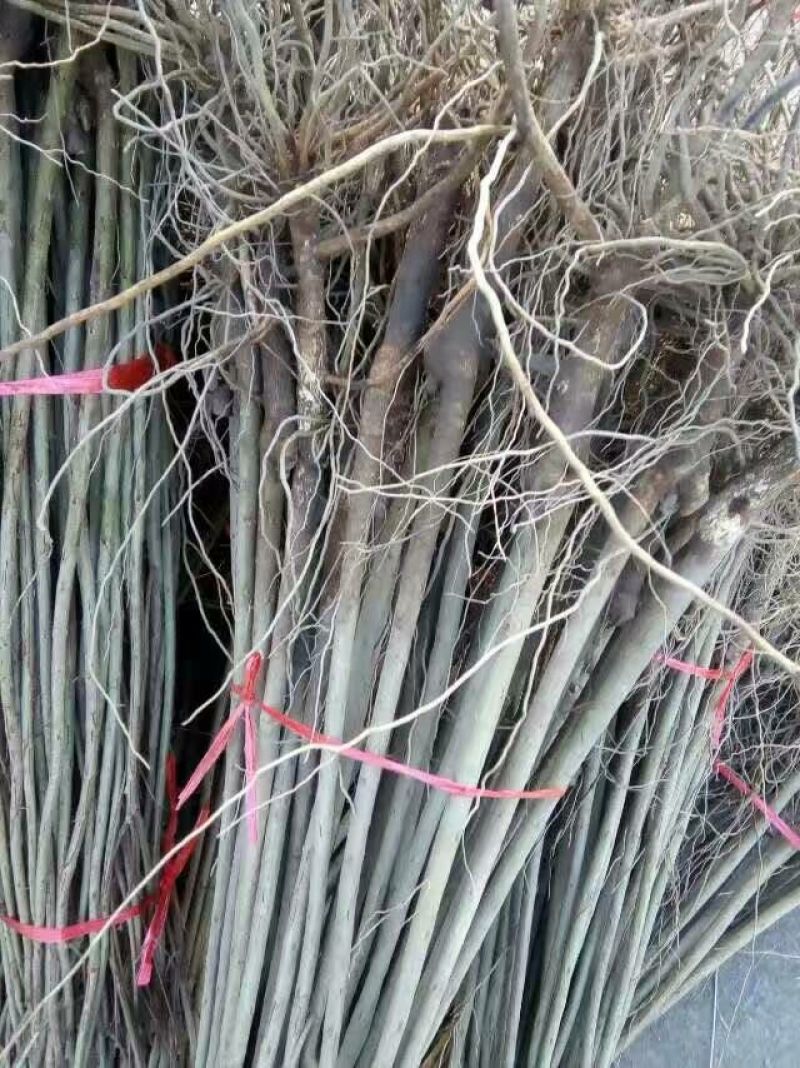 泰山红石榴苗软籽石榴苗蒙阳红突尼斯软子石榴苗