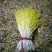 蒜黄50cm蒜黄大量上市