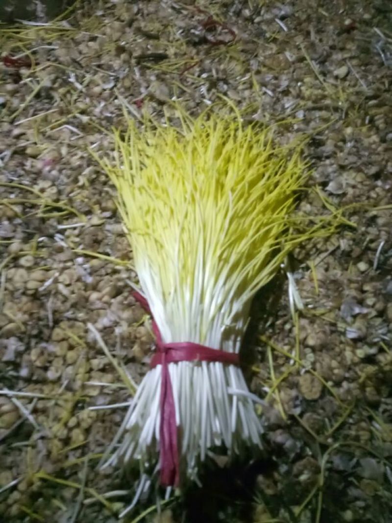 蒜黄50cm蒜黄大量上市