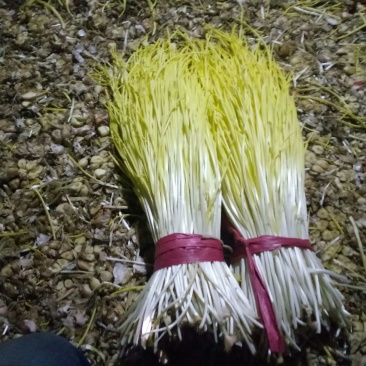 蒜黄50cm蒜黄大量上市