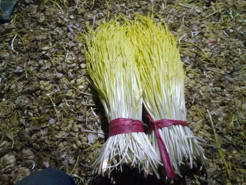 蒜黄50cm蒜黄大量上市