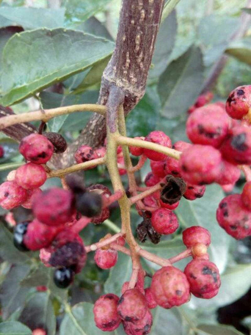 花椒苗0.5~1年