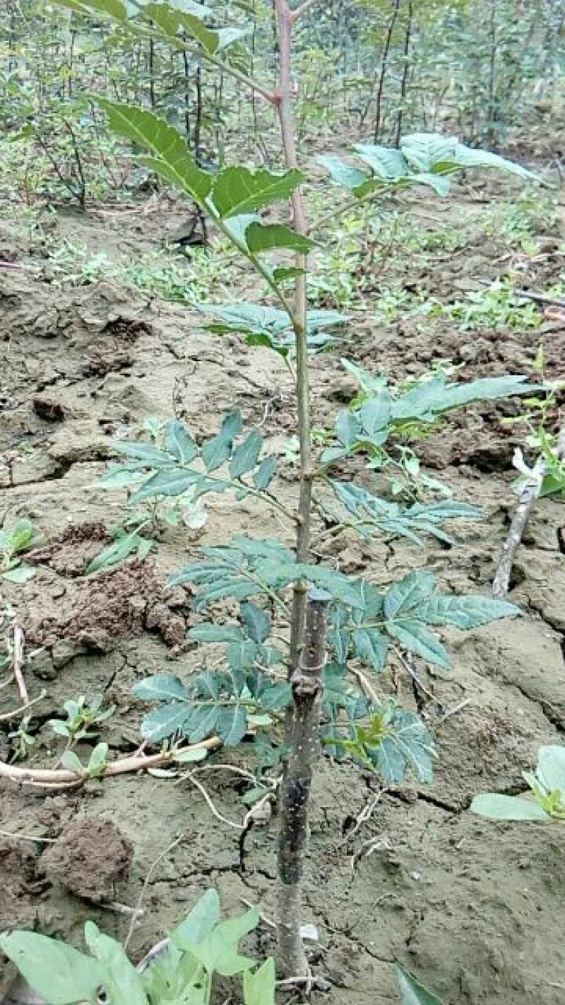 花椒苗0.5~1年