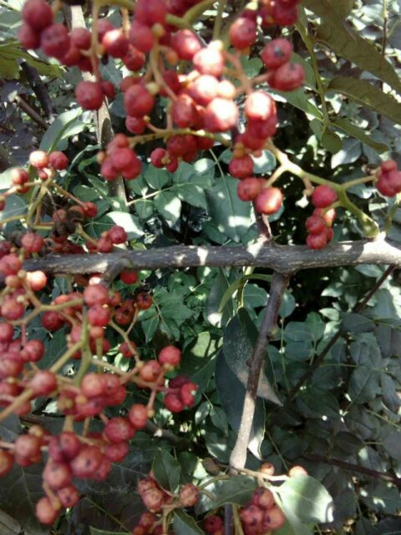 花椒苗0.5~1年