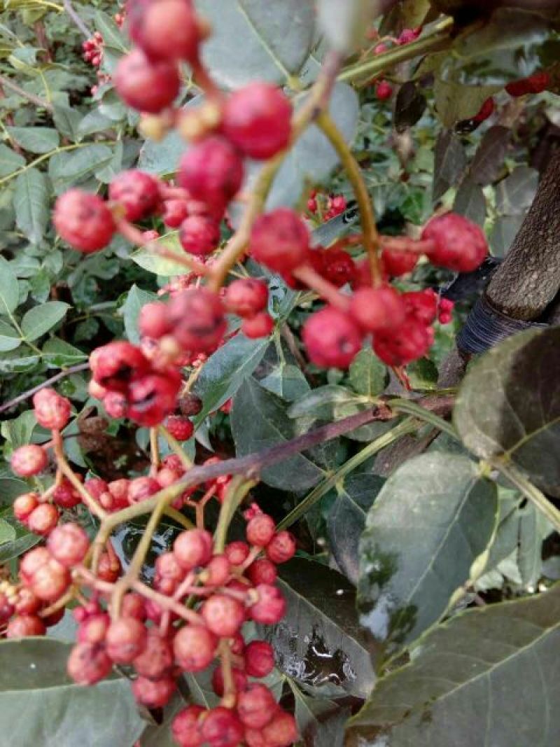 花椒苗0.5~1年