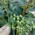 花椒苗0.5~1年