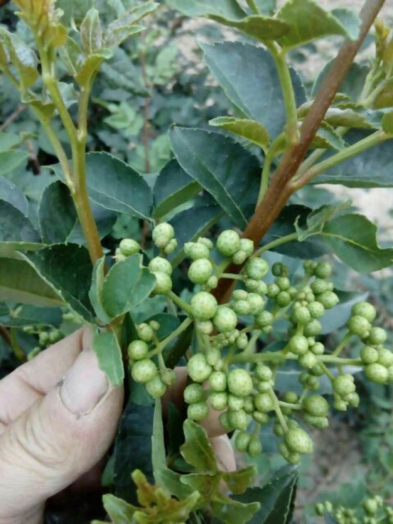 花椒苗0.5~1年