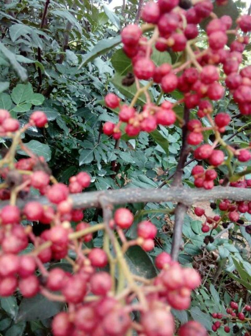 花椒苗0.5~1年