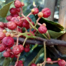 花椒苗0.5~1年