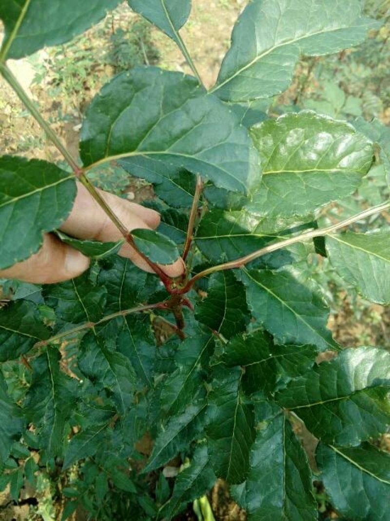 花椒苗0.5~1年