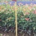 红叶石楠苗40~50cm……………………