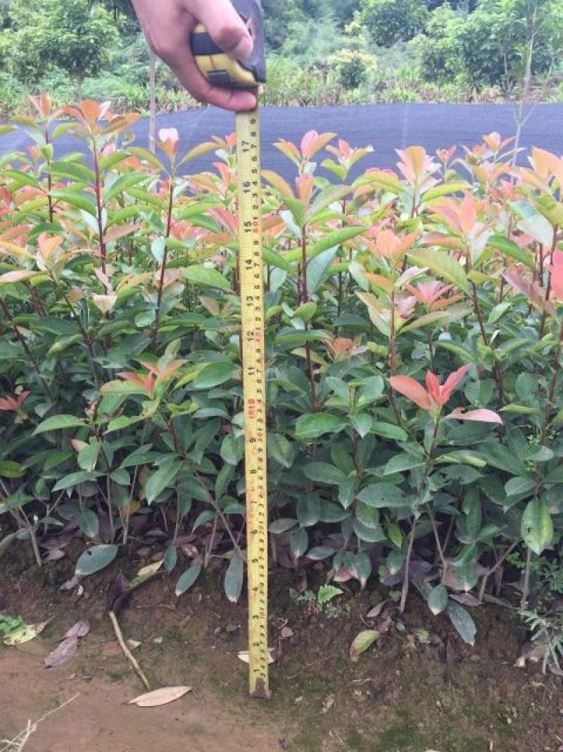 红叶石楠苗40~50cm……………………