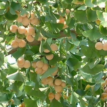 银杏果