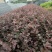 红花继木苗40~50cm……………………