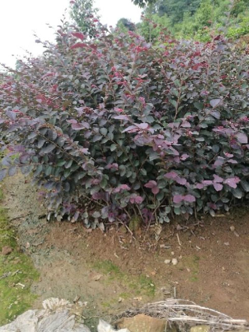 红花继木苗40~50cm……………………