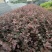 红花继木苗40~50cm……………………