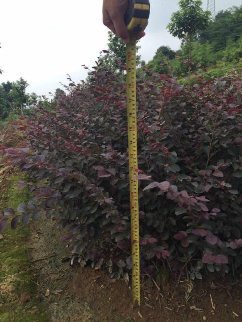 红花继木苗40~50cm……………………