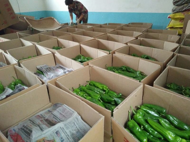 陕西渭南大荔鲜辣椒，产地直发，货源充足，量大从优可视频