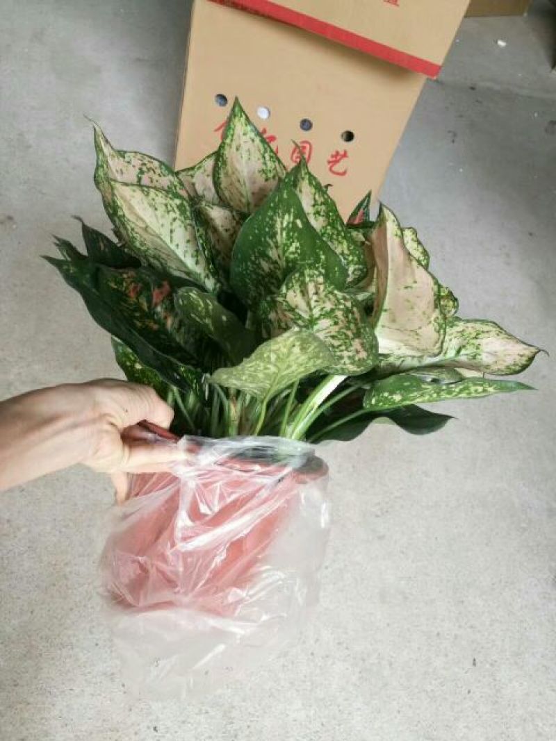 吉祥草