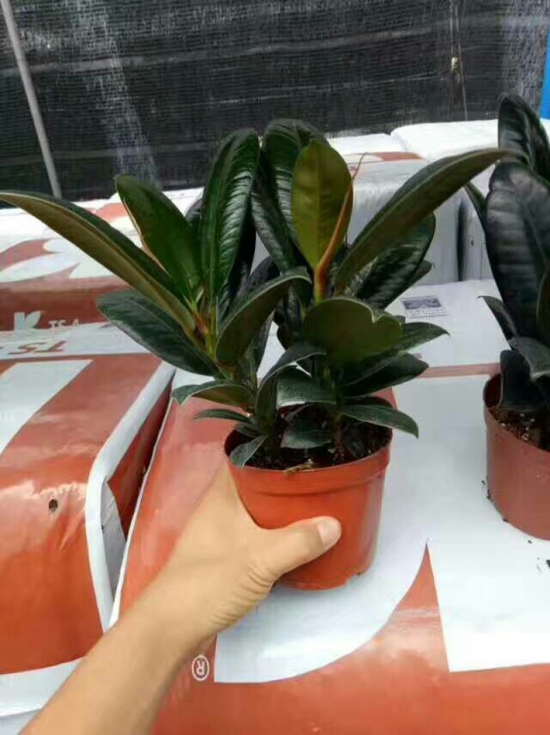 小金刚