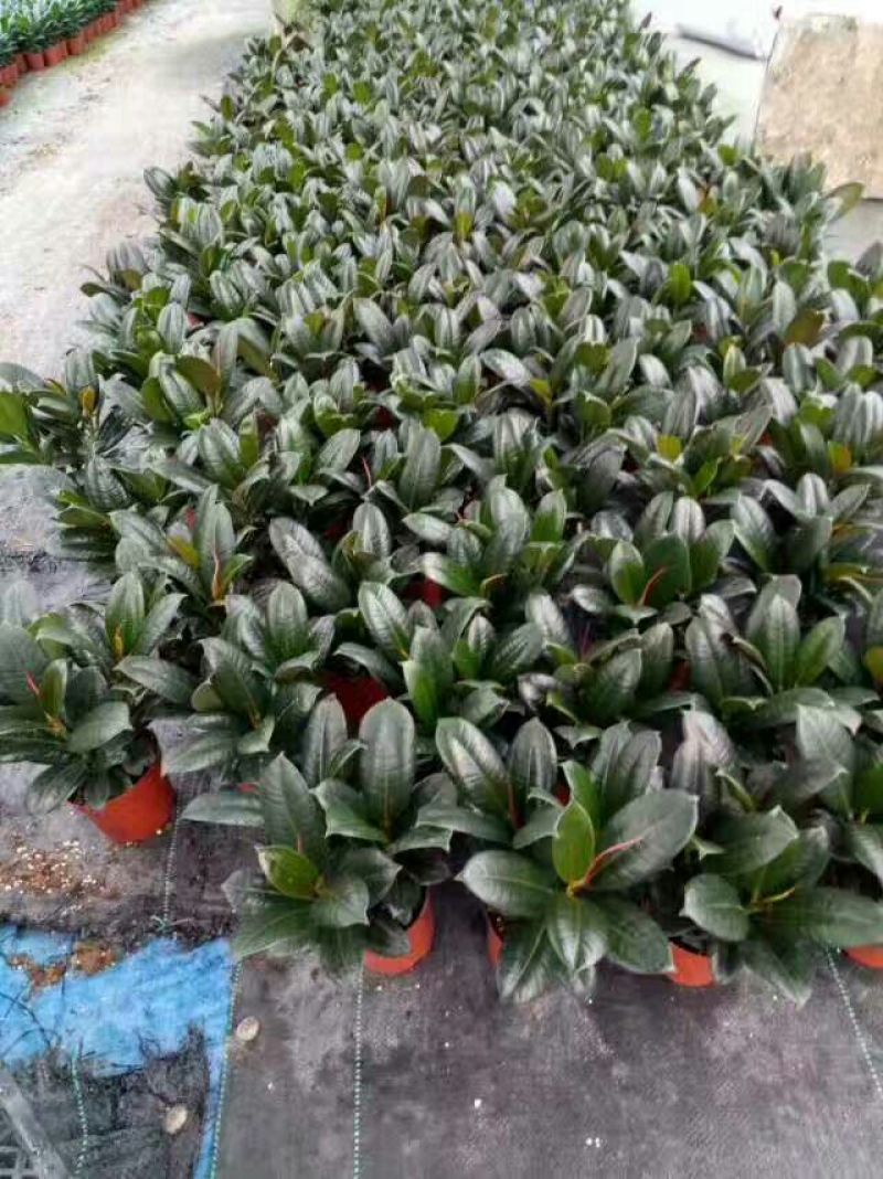 小金刚