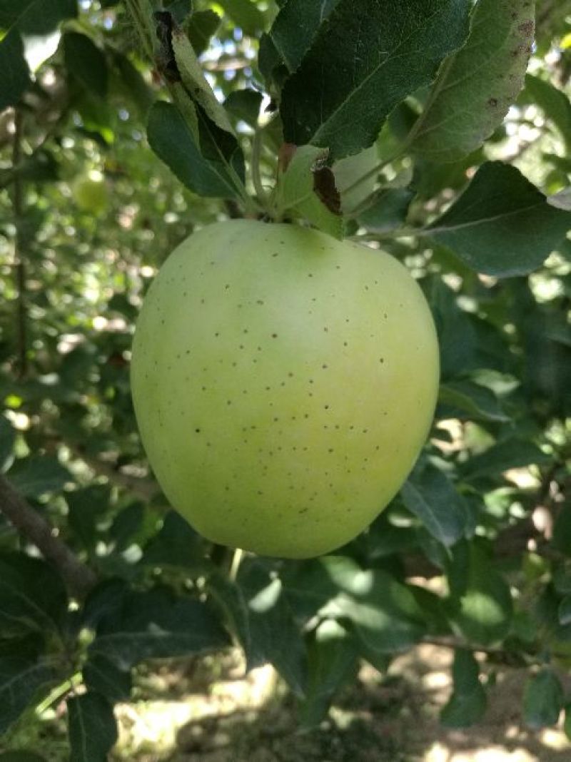 王林苹果65mm以上光果