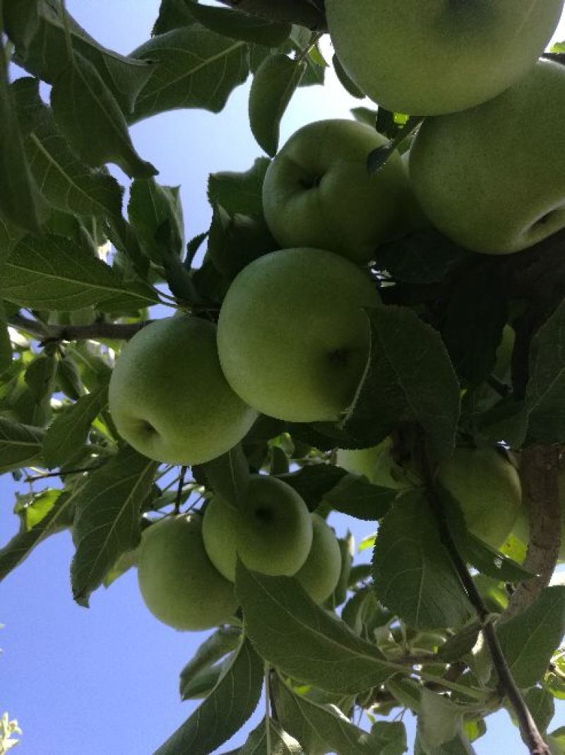 王林苹果65mm以上光果