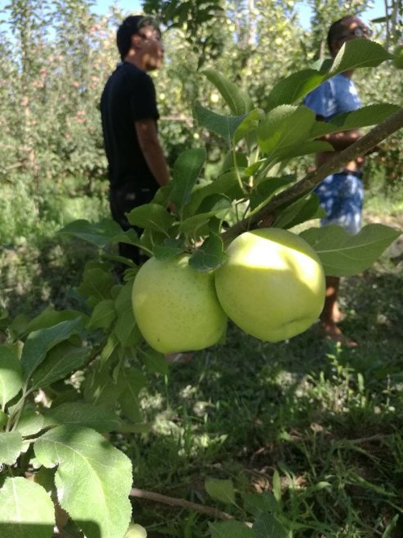 王林苹果65mm以上光果