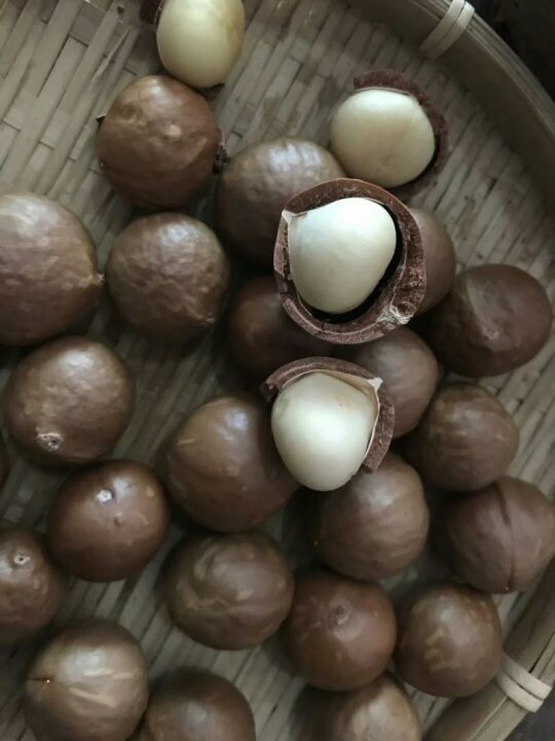 夏威夷果带壳