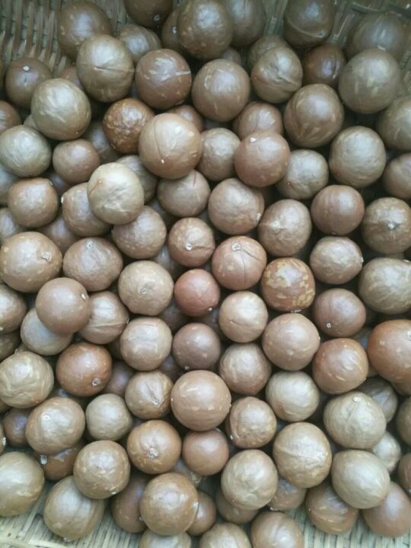 夏威夷果带壳