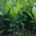 红心蜜柚苗0.2~0.5cm0.3~0.5m