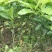 红心蜜柚苗0.2~0.5cm0.3~0.5m