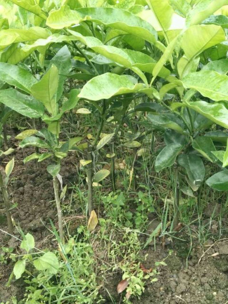 红心蜜柚苗0.2~0.5cm0.3~0.5m