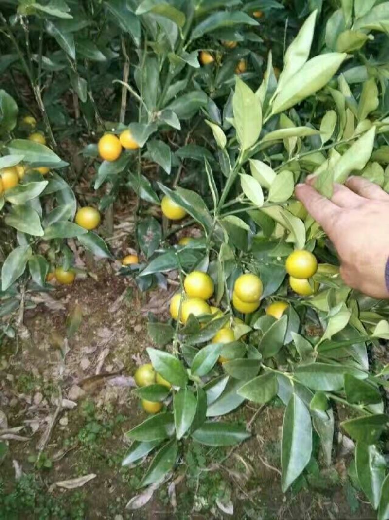 脆皮金桔苗30~50cm