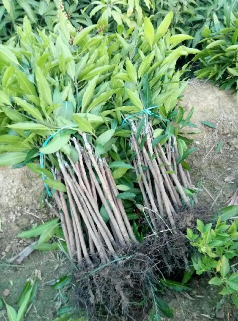 金煌芒树苗1~1.5m