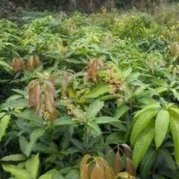 金煌芒树苗1~1.5m