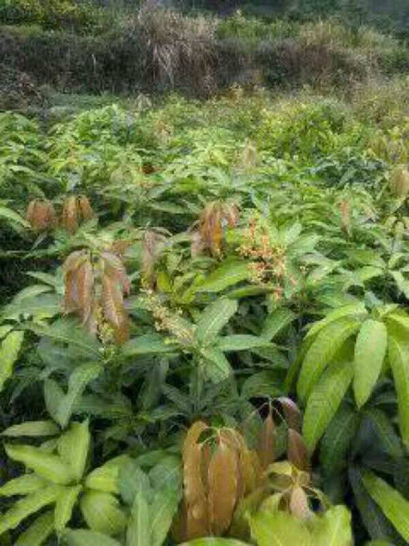 金煌芒树苗1~1.5m