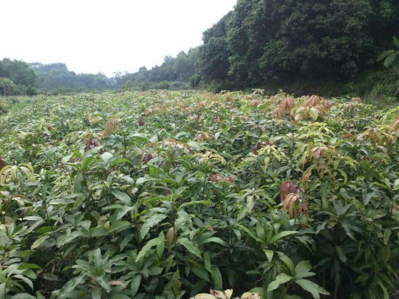 金煌芒树苗1~1.5m