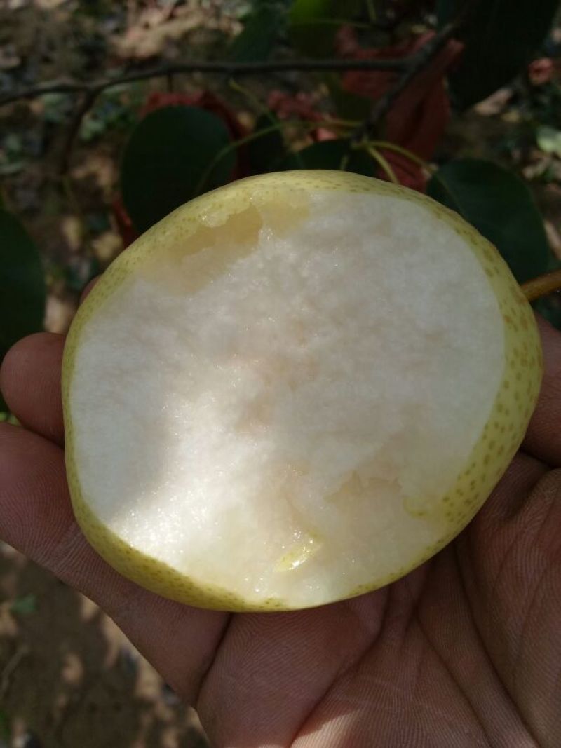 山西隰县，特色纸袋酥梨，高原水果，甜度高，皮薄